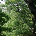 deadwooding a tall oak
