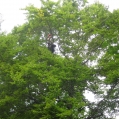 pruning a beech in Cressy