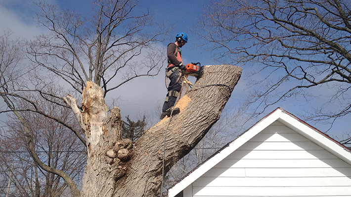 person cutting tree