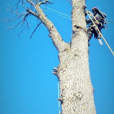 ash tree removal