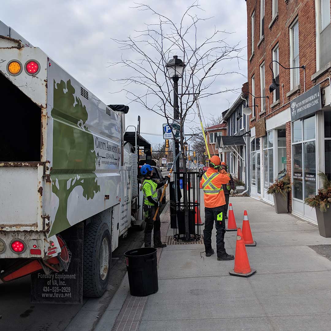 servicing tree on city street