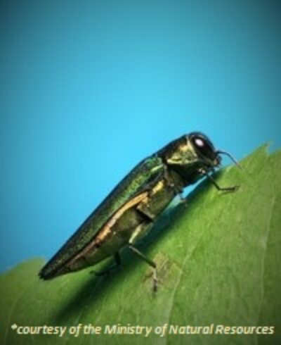 Emerald Ash Borer Insect