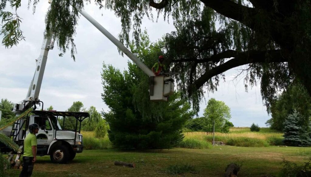 arborist pruning a mature tree with crane