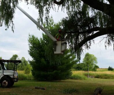 arborist pruning a mature tree with crane