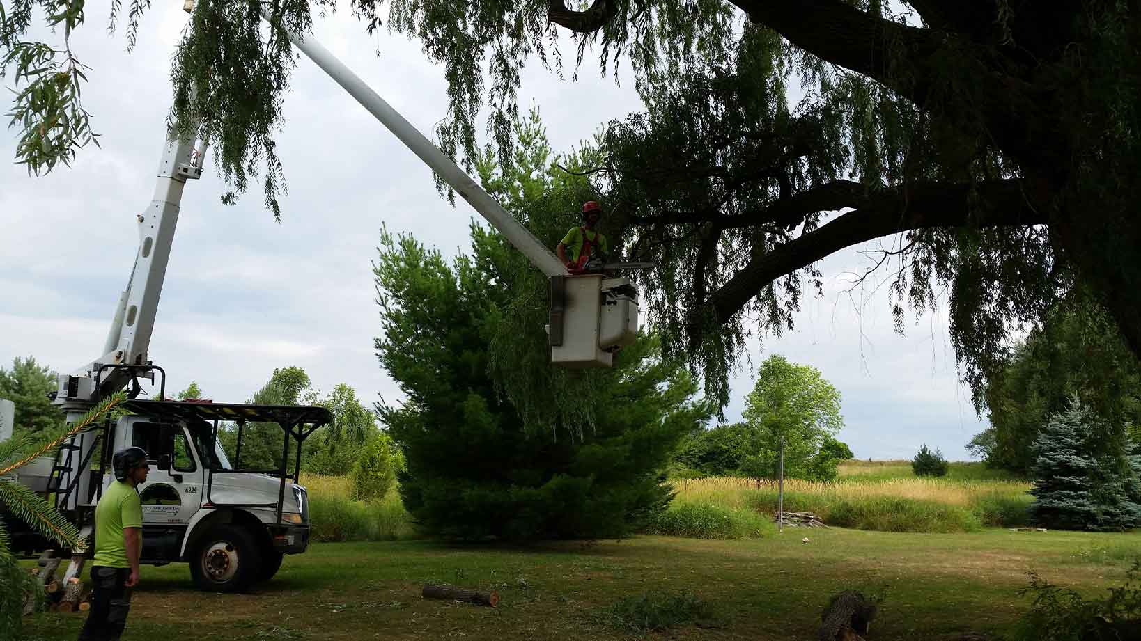 arborist pruning a mature tree with crane