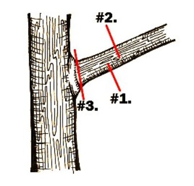 pruning technique