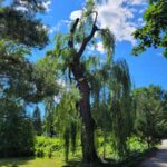 Deep Root Fertilization