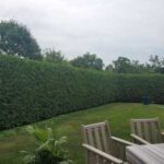 Hedge Trimming