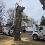 Tree Removal