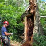 Tree Reports and Consultations