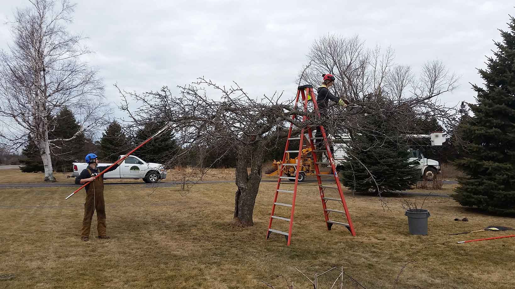 arborist pruning tree